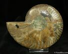 Agatized Inch Polished Ammonite (Half) #1290-1